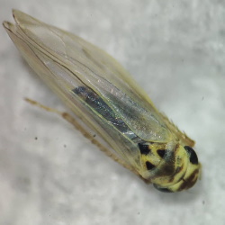 Zyginidia pullula